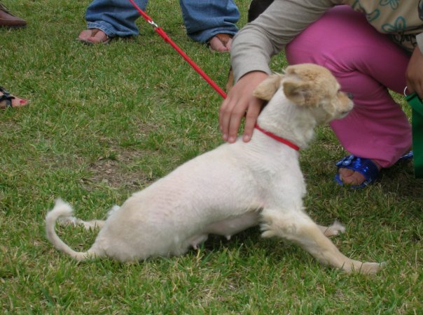 Cane sfortunato cerca famiglia 5044_114