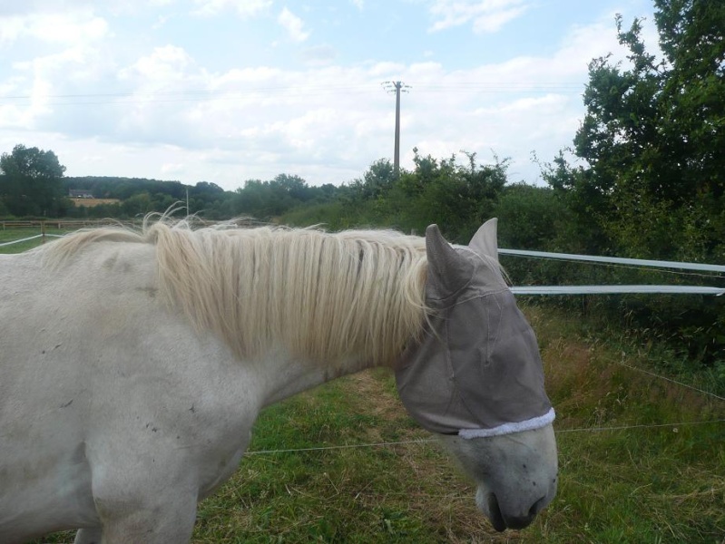 (dept 14) URIEL Trait percheron sauvé par ninai (2009) - Page 7 04112