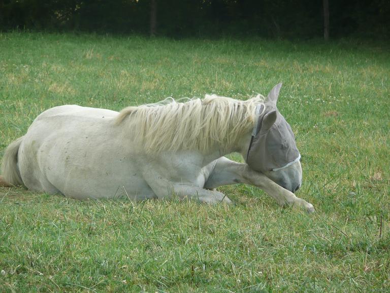 (dept 14) URIEL Trait percheron sauvé par ninai (2009) - Page 7 07210