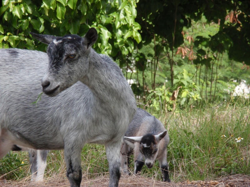 Les Triplés et les autres..... (les gwadas goats) P5230112