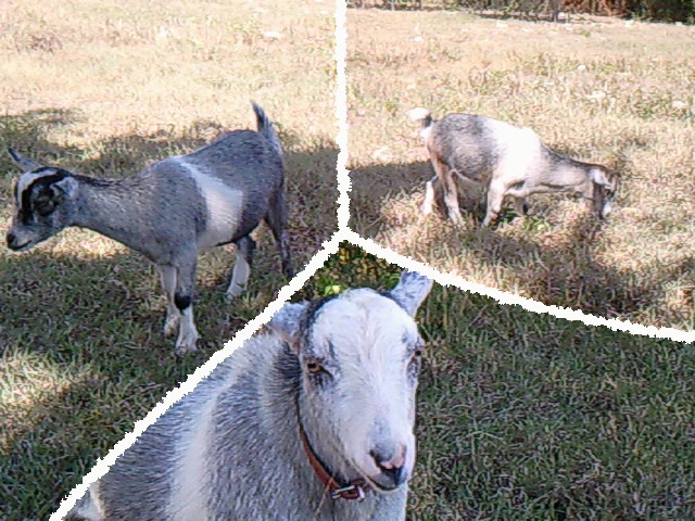 les gwada goats Photo015