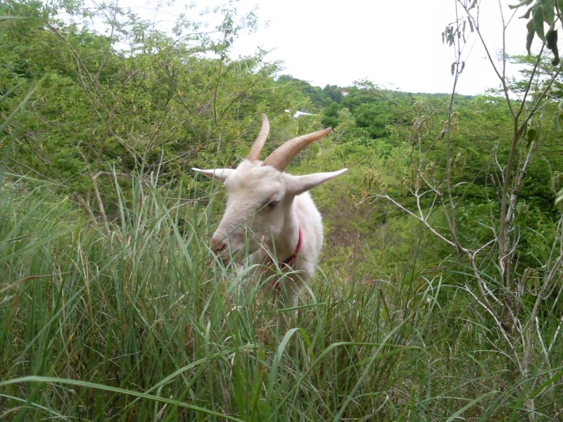 les gwada goats Photo017