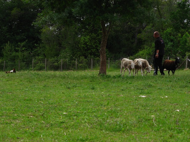 Journée du 17mai avec Valse en photos [Daemon - Divin'Red et autres troupeauteurs] Img_4117