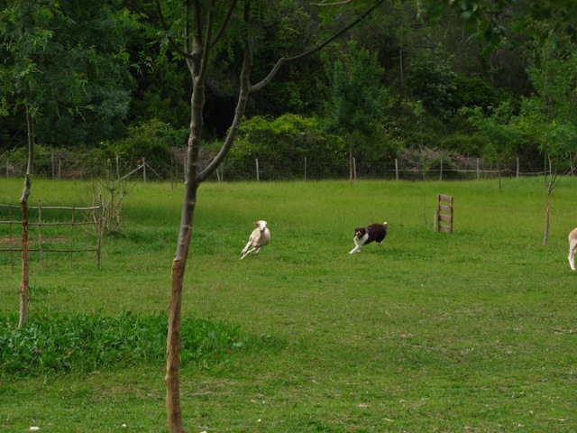 Journée du 17mai avec Valse en photos [Daemon - Divin'Red et autres troupeauteurs] Img_4132