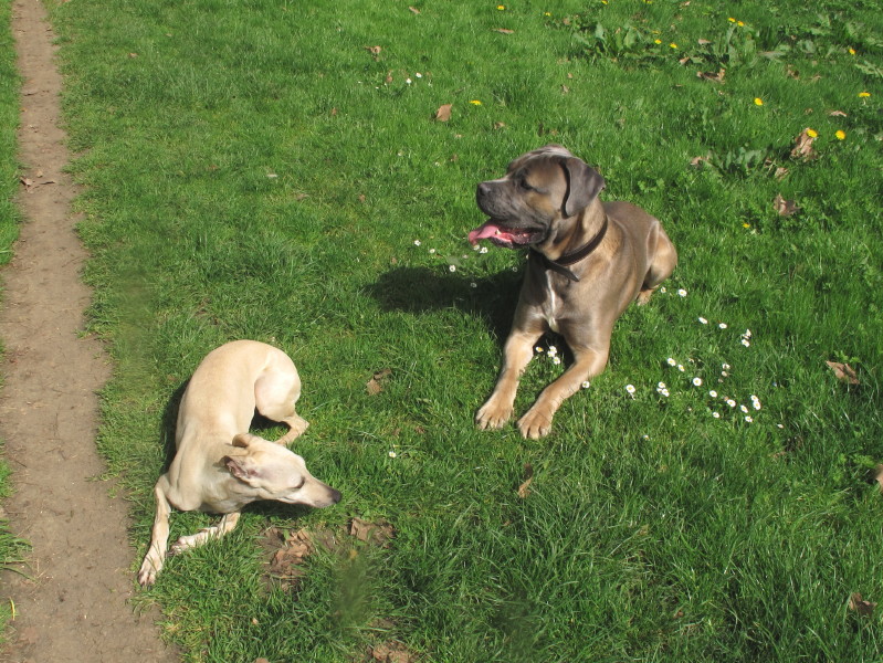 Chien hyperexcité avec les autres chiens 11040710