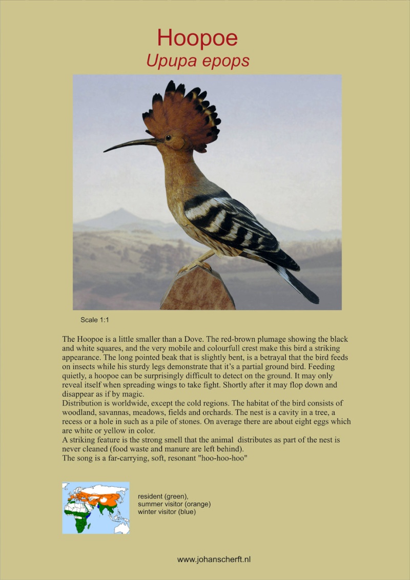 Hoopoe – Wiedehopf gebaut von Adolf Pirling Wiedeh10