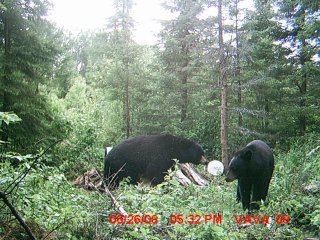 Mettez vos photos d'ours de caméra de détection 2008  :D Pic23410
