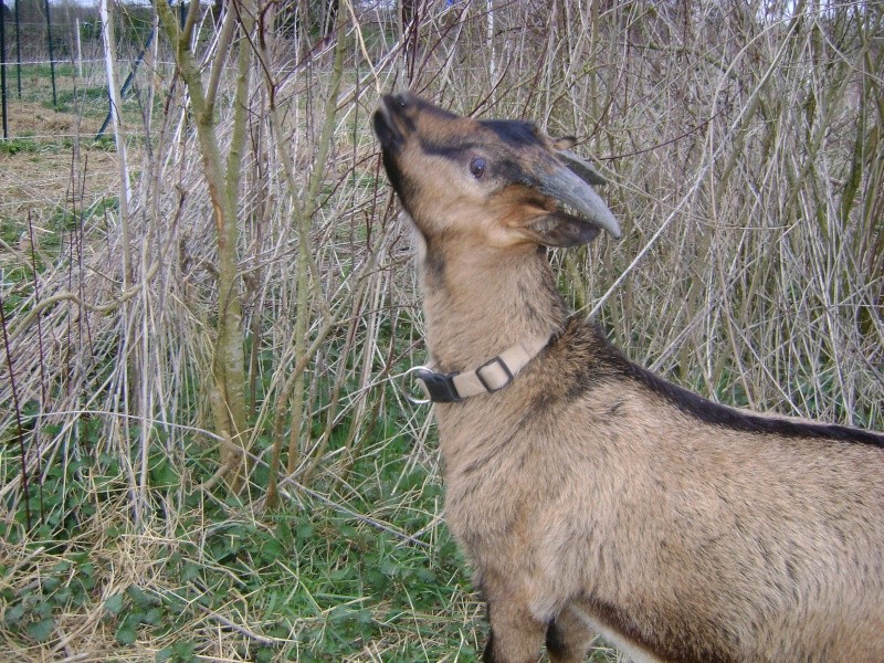 The Billy goat! Dsc00413