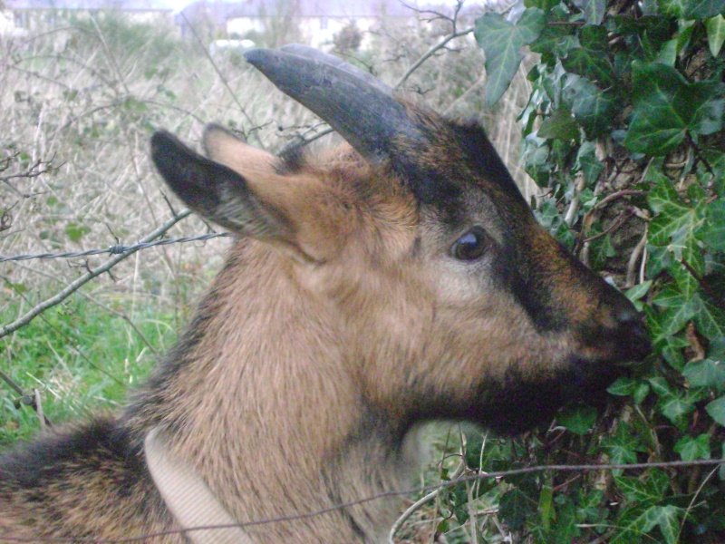 The Billy goat! Dsc00510