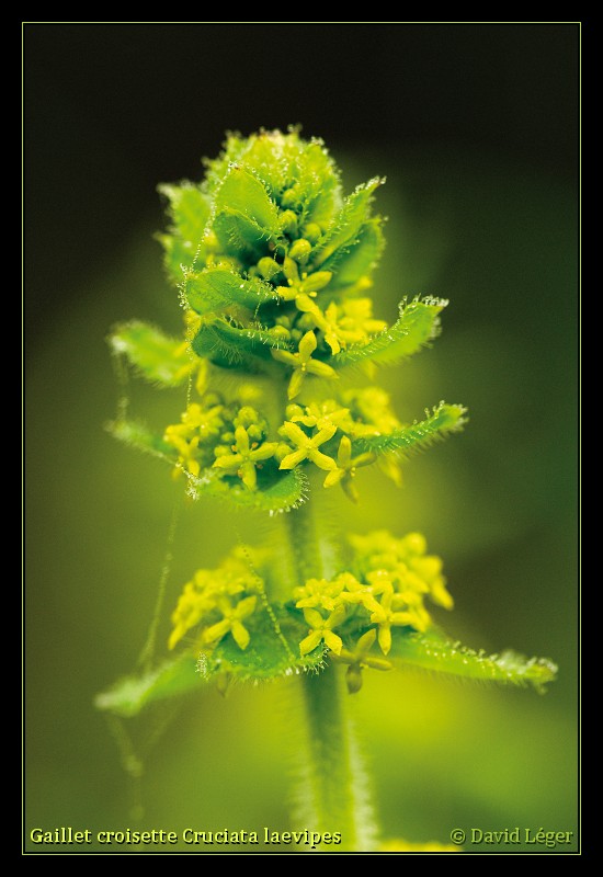 Quelques fleurs des champs... Fl61210