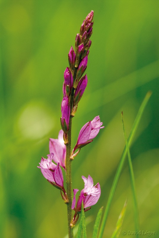 Quelques fleurs des champs... Fl77310