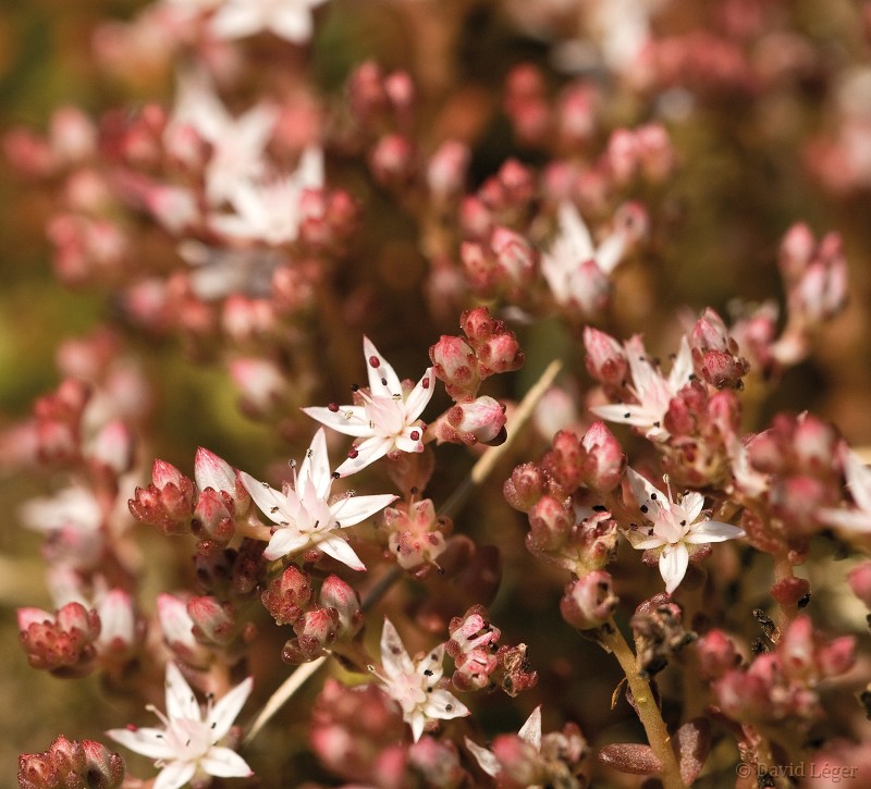 Quelques fleurs des champs... Fl86710