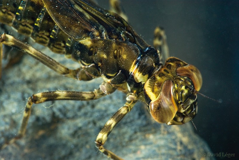 Quelques insectes Odo12511