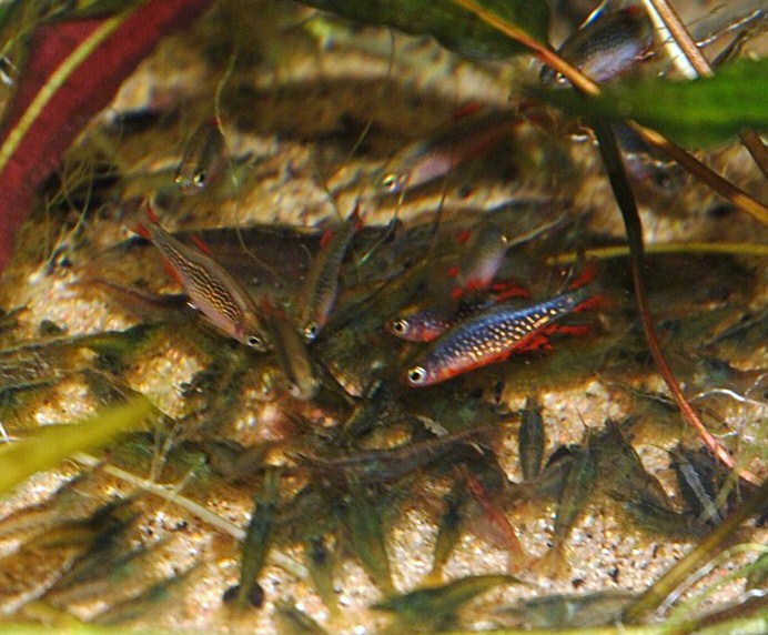 Celestichthys  margaritatus Dsc_1112