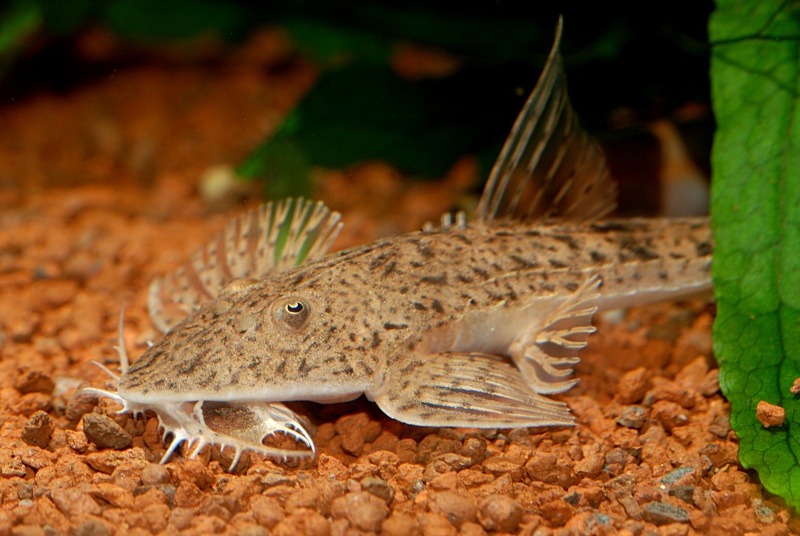 Pseudohemiodon laticeps Pseudo13