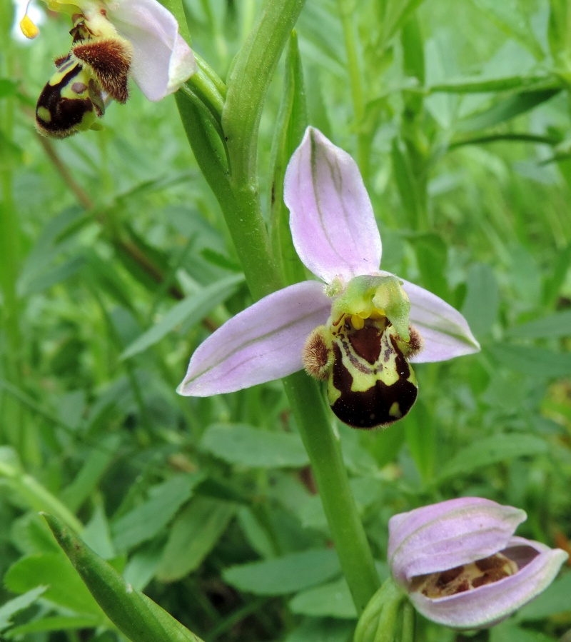 Ophrys apifera   Orne Dscn7514