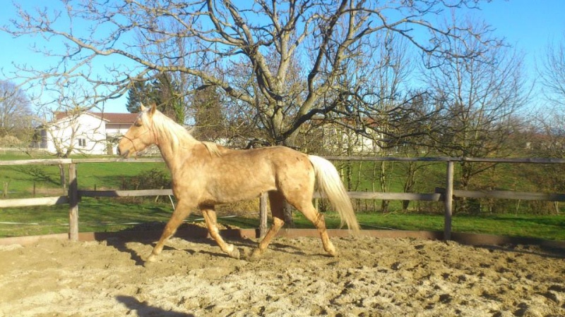 Mes chevaux de coeur 10259710