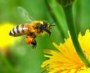 النحلة ليست كالذبابة 1234410