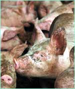 أخبار انفلونزا الخنازير - صفحة 2 44787_10