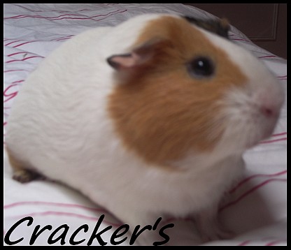 Mes deux chons : Cracker's & Nutellàh ! Pict0714