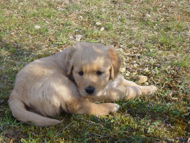 Chiots de Tosca et Shadow mes Golden Retriever Earwen10