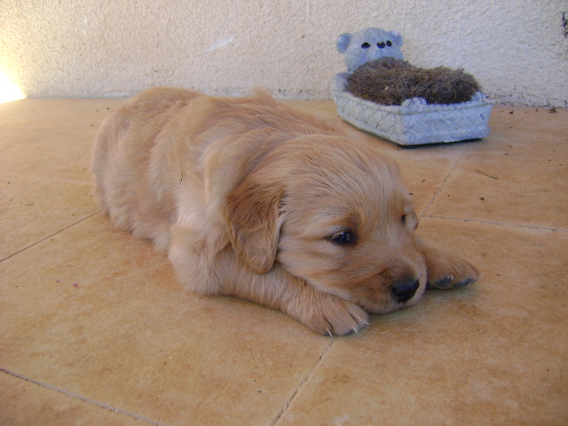 Chiots de Tosca et Shadow mes Golden Retriever Femell11