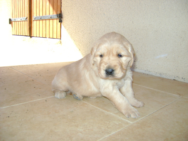 Chiots de Tosca et Shadow mes Golden Retriever Male_410