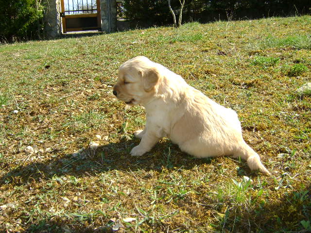 Chiots de Tosca et Shadow mes Golden Retriever Male_412