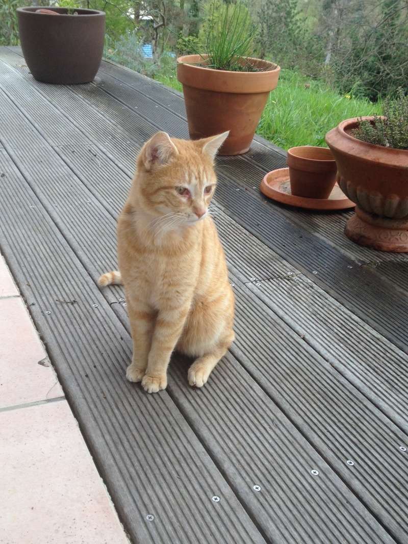 Trouvé jeune chat roux à Pibrac Img_1110