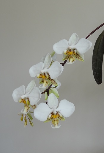 Phalaenopsis stuartiana Stuart10