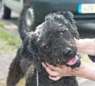 URGENT  WILLOH mle crois caniche 4 ans SPA DOUAI 59 Willoh11