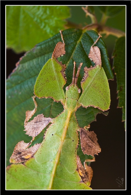 Phyllium bioculatum (pulchrifolium) (PSG 10) Php_l513