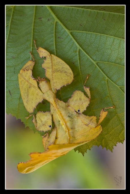 Phyllium bioculatum (pulchrifolium) (PSG 10) Php_l610