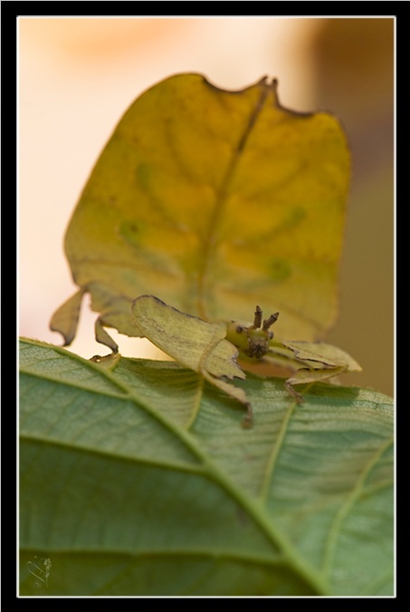 Phyllium bioculatum (pulchrifolium) (PSG 10) Php_l611