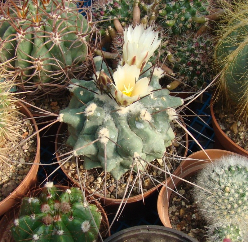   thelocactus rinconensis Dsc09547