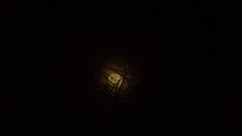 une lune,un ciel ...des arbres... P1010511