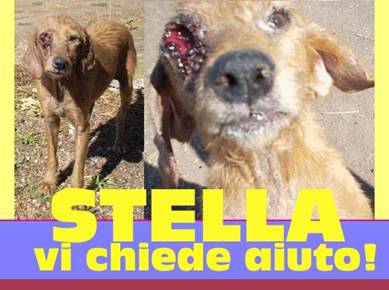 Petition : terrible condition animale en Italie Chien210