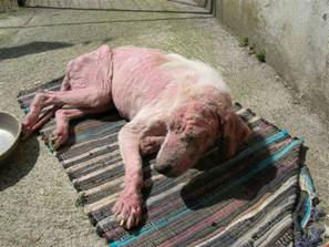 Petition : terrible condition animale en Italie Chien910