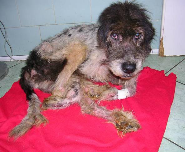 Petition : terrible condition animale en Italie Italie11