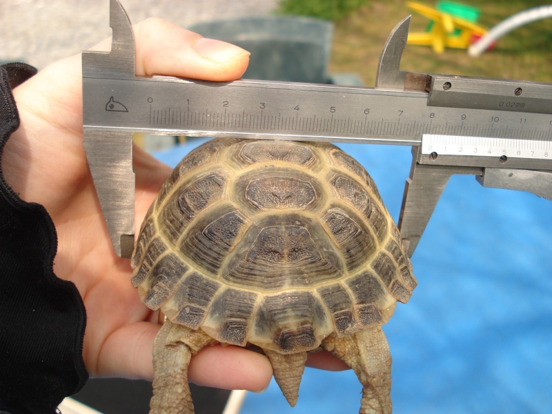 mesurer - comment mesurer une tortue ?? Dsc05815