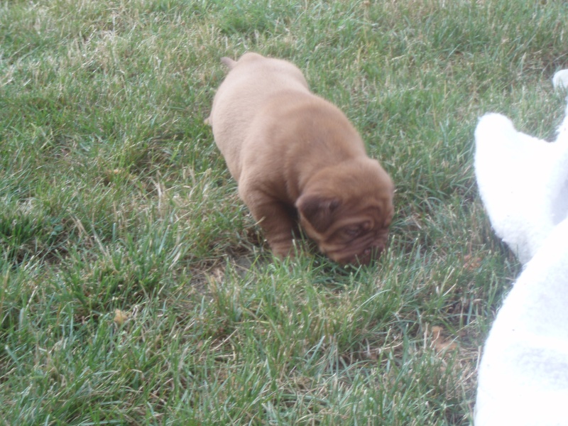 mes bébés dogue de bordeaux - Page 2 P7020620