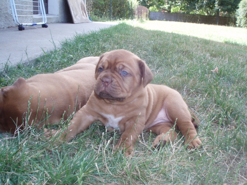 mes bébés dogue de bordeaux - Page 2 P7110611