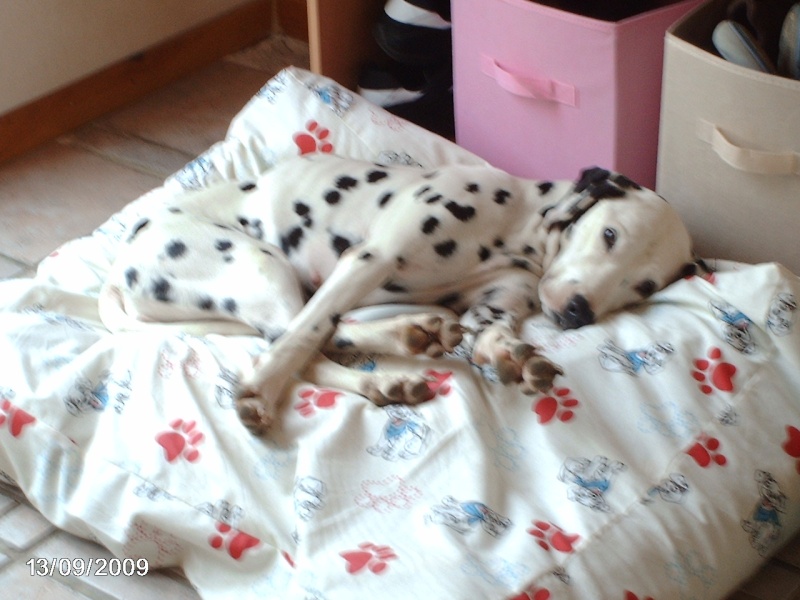 OSLODONA - dalmatien F - 2 ans - en FA dpt 89 - asso dalmaSF Septem17