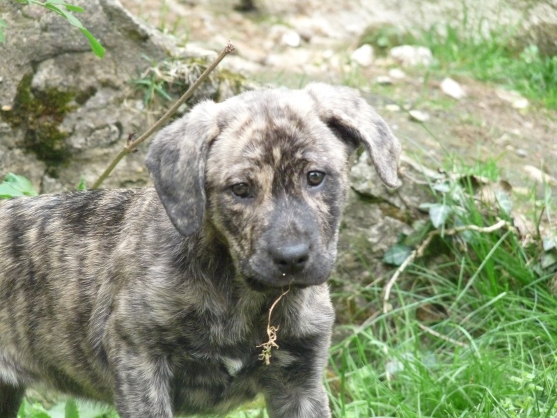 En-Chan (Vaquero X Bakura) P1140721