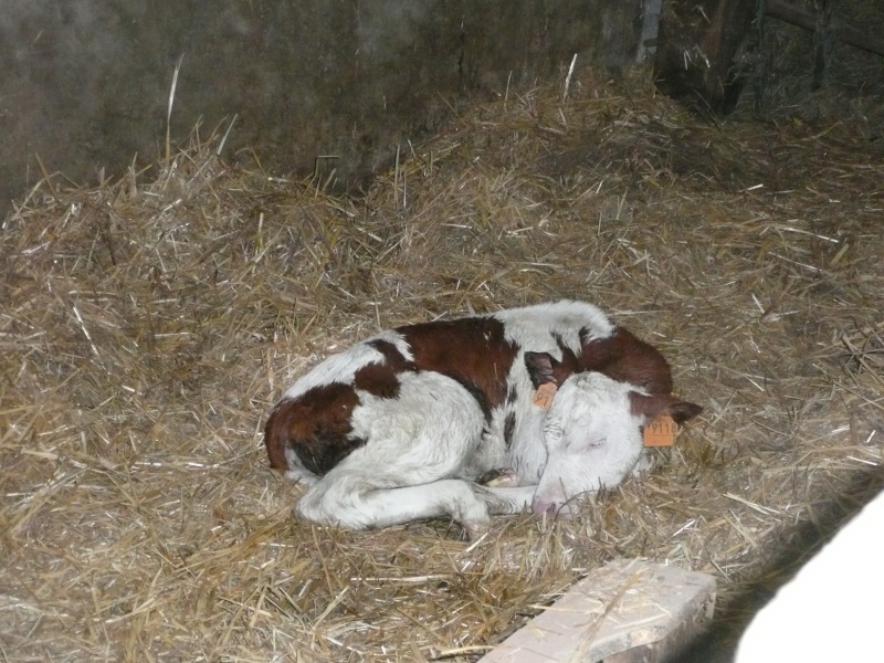 quelques photos de notre petite balade de ferme en ferme P1030317