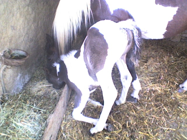 2009....les bébés de Pongo II Vanity13