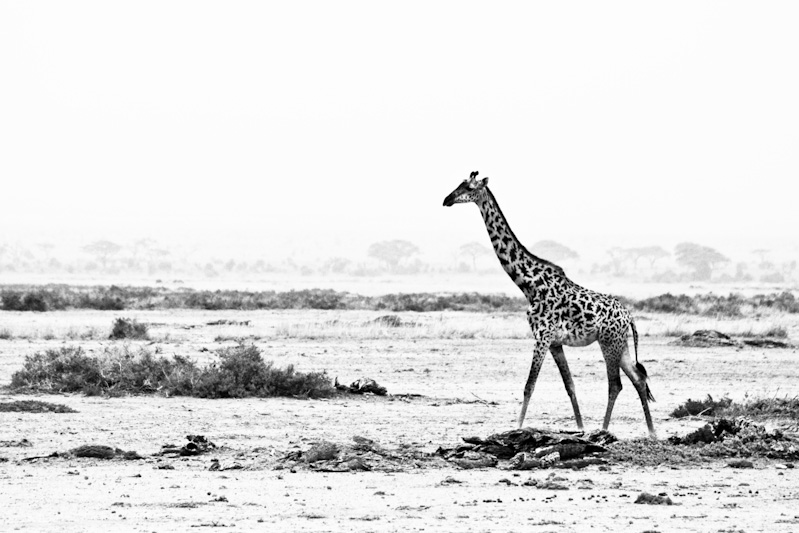 Giraffa... Img_9212