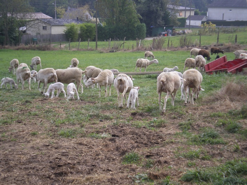 la bergerie , les brebis et les agneaux . Imgp5912