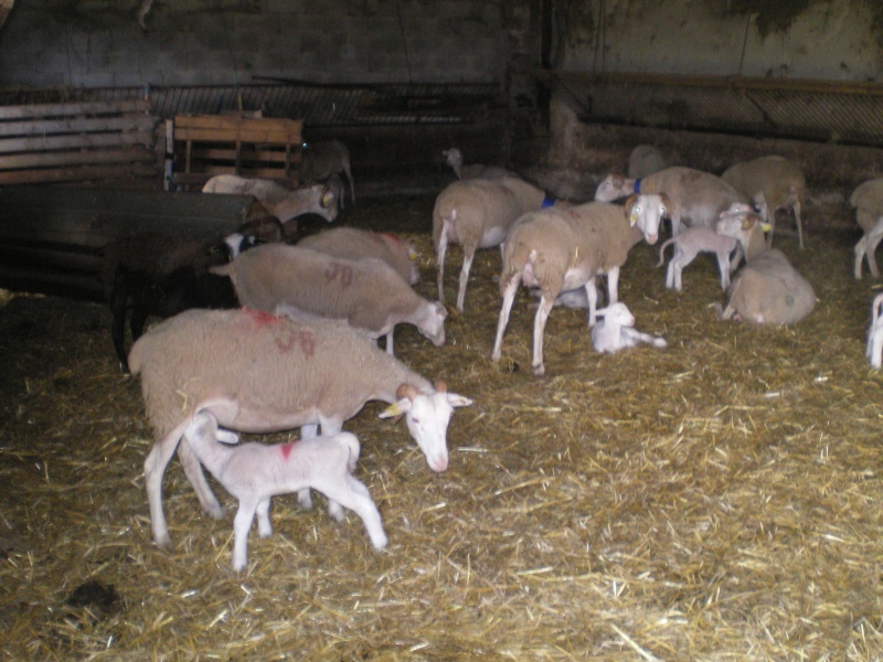 la bergerie , les brebis et les agneaux . Imgp5916