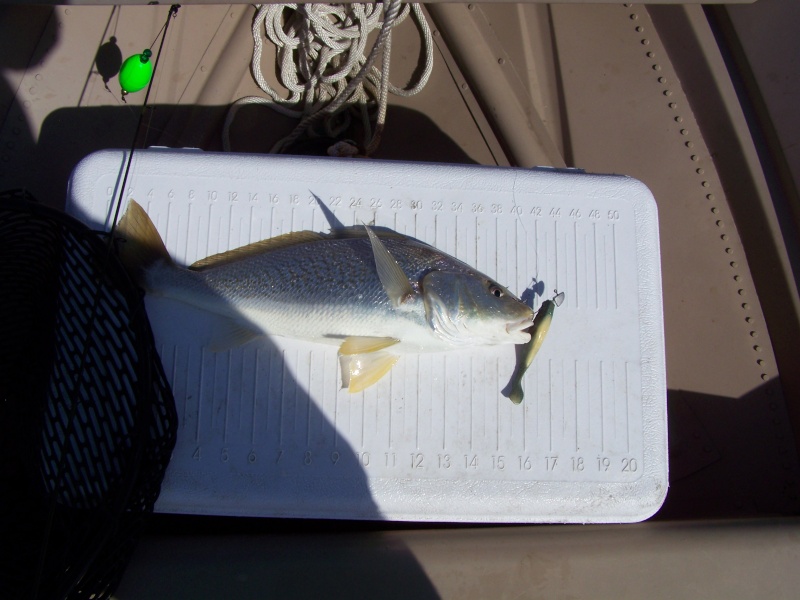 Big Croaker in Little Lagoon 100_3315